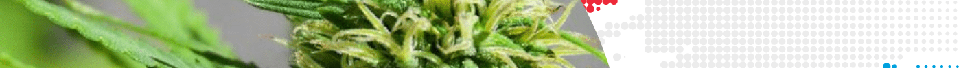 Incertitudes après la légalisation du cannabis au Luxembourg - HerBeevor
