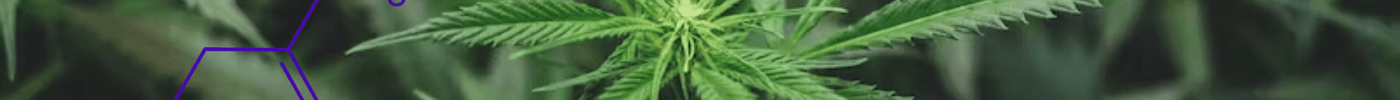 Découvrez les Vertus Thérapeutiques du CBD : Un Guide Complet - HerBeevor