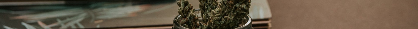 Les Bénéfices du CBD Soutenus par la Recherche Scientifique - HerBeevor