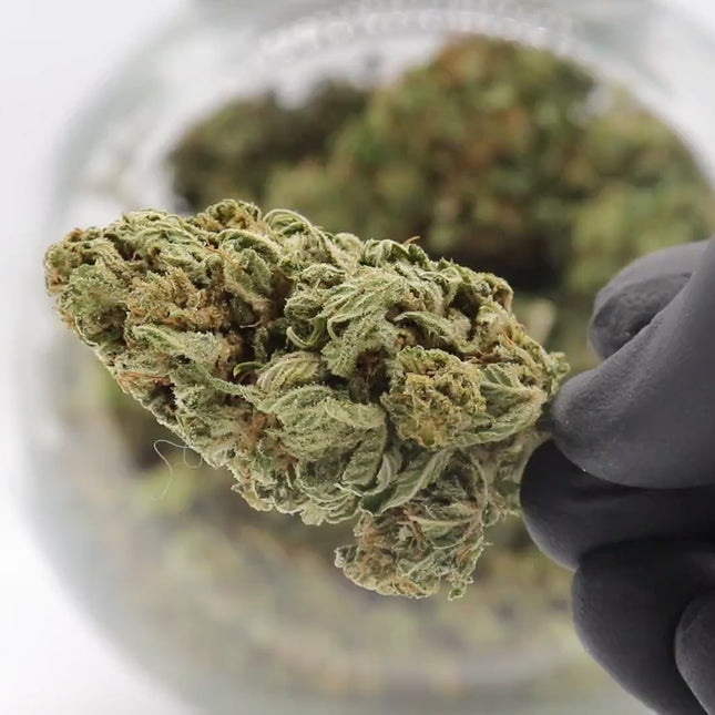 Flores Moby Dick CBD - Invernadero